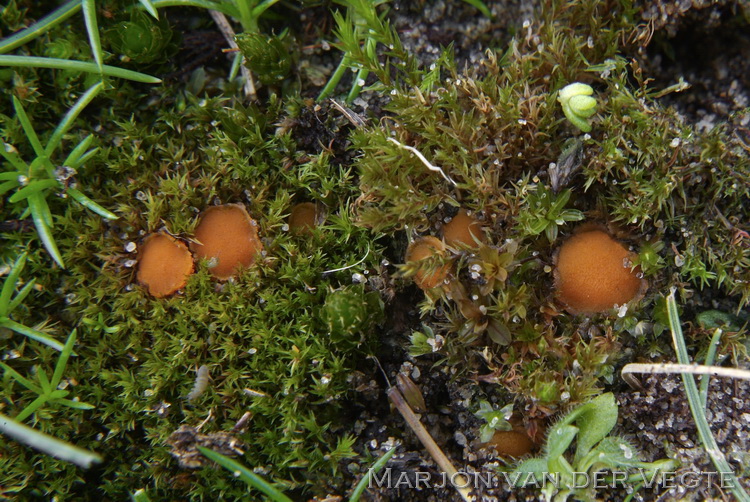 Duinsterretjesmosschijfje - Lamprospora tortulae-ruralis